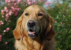Eine Seele von einem Hund - Valentin |  Quelle: Sunrise