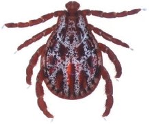 Überträgt die Hunde-Malaria, die Auwaldzecke |  Quelle: BPT