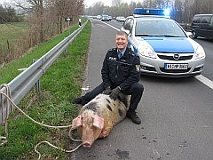 Polizei stellt eine trächtige Sau sicher! | Tierarztpraxis-Hanau.de