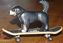 Ein Hund auf einem Skateboard | Tierarztpraxis-Hanau.de