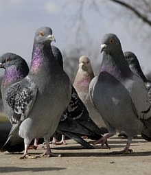Tauben können zum Problem werden|  Tierarztpraxis-Hanau.de