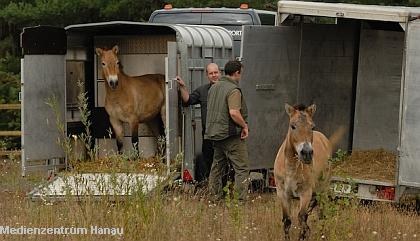 Die ersten scheuen Blicke - die Urwildpferde sind angekommen |  Tierarztpraxis-Hanau.de