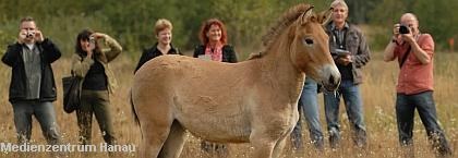 Die Urwildpferd beim Pressetermin |  Tierarztpraxis-Hanau.de