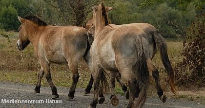 Die Urwildpferde sind angekommen |  Tierarztpraxis-Hanau.de