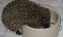 Igel - Fütterung - Pflege | Tierarztpraxis-Hanau.de