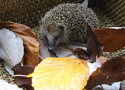 Igel - Winterftterung | Tierarztpraxis-Hanau.de