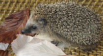 Igel-Info: Die Unterbringung | Tierarztpraxis-Hanau.de