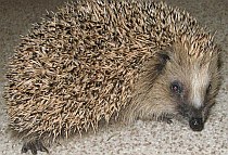 Meggy - der Igel - persnlich  | Tierarztpraxis-Hanau.de