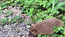 Igel - Unterwegs im Herbst | Tierarztpraxis-Hanau.de