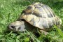 preview: Schildkröten richtig auswintern