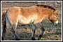 preview: Przewalski-Pferd Adina unerwartet gestorben