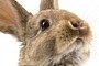 preview: Neuer Impfstoff für Kaninchen