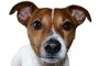 preview: Hunde-Erziehung: Beratung durch den Tierarzt