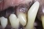 preview: Auch Tiere haben Zähne (-und Zahnschmerzen)