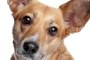 preview: Checkliste für Hunde aus dem Ausland