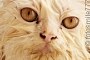 preview: Die häufigsten Erkrankungen bei Katzen