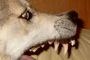 preview: Hundeverordnung - Neu: 2009