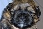 preview: Roxy`s Babies - einfach herzig !