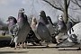 preview: Tierfreundliche Lösung mit Plastigeier